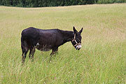 Esel auf der Circus Krone Farm in Weßling (©Foto: Martin Schmitz)